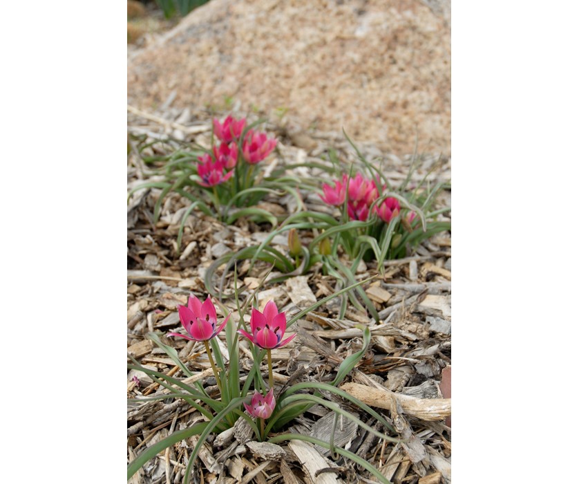 Little Beauty Wildflower Tulip